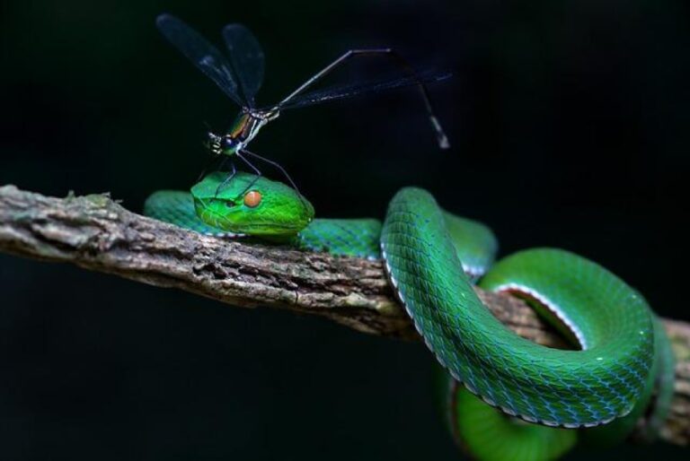 Która aplikacja do nagrywania rozmów jest najlepsza?
